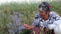 HAKKARİ Muğlalı kadın arıcı 27 yıldır Yüksekova'da arıcılık yapıyor