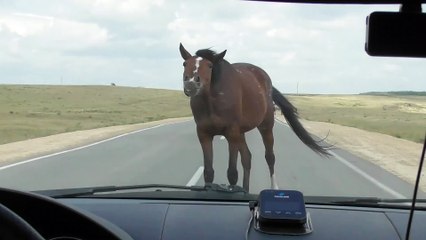 Horse Blocks Road Demanding Treats