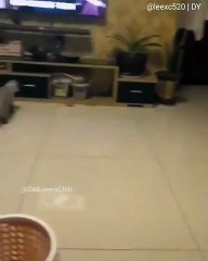 La manière dont ce chat poursuit une souris électronique. Trop drôle !