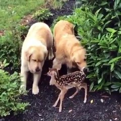 Ces Goldens Retrievers adorent rencontrer de nouveaux amis. Adorable !