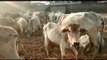 बुंदेलखंड: आवारा पशुओं से फसल बचाने को जान दांव पर लगा रहे किसान