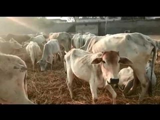 बुंदेलखंड: आवारा पशुओं से फसल बचाने को जान दांव पर लगा रहे किसान