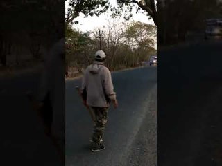 जब निकली जंगल के राजा की सवारी, थम गया सारा ट्रैफिक