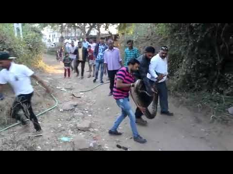 snake rescue gujarat