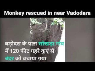 Monkey Rescued in Sokhda Village near Vadodara | Gujrat