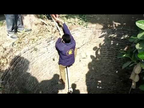 Lion rescued by wild life officials
