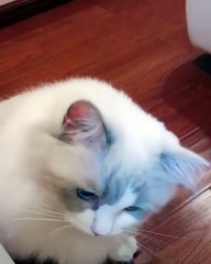 Si vous passez une mauvaise journée, ce minou aux yeux bleus va vous redonner le sourire !