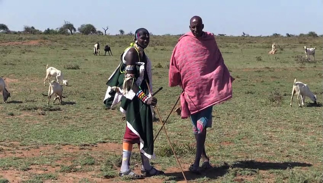 Sorge um stilles aussterben der giraffen