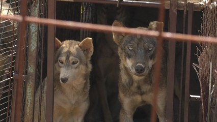 Download Video: Në kopshtin zoologjik “Ujku Trump” janë mbi 50 lloje të shpezëve dhe kafshëve