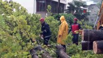 Sakarya'da yağmurun şiddetiyle aracın üzerine ağaç devrildi