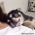 Cet adorable chiot réclame son Câlin du soir !
