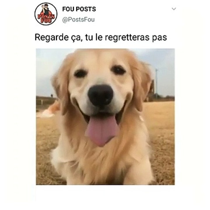 Tu ne regretteras pas d'avoir regarder cette vidéo. Tellement Cute !