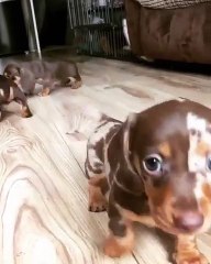 Un petit garçon subit une invasion de chiots. Adorable !