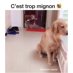 Ils sont trop beaux cette chienne et son amoureux !