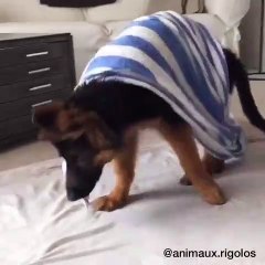 Regardez cette tête, ce petit berger allemand est à croquer !