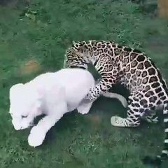 Deux petits tigres s'amusent ensemble. Trop chou !