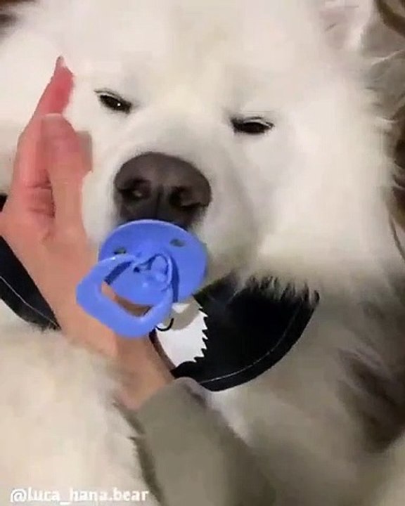 Bébé Husky un jour, Bébé Husky toujours. Il est trop cute !