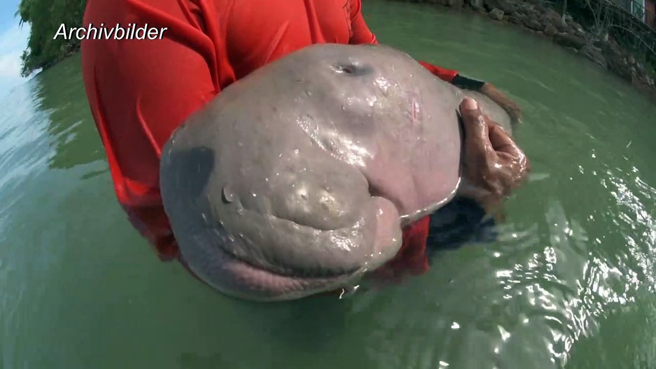 Plastik im Bauch: Baby-Seekuh 'Mariam' ist tot