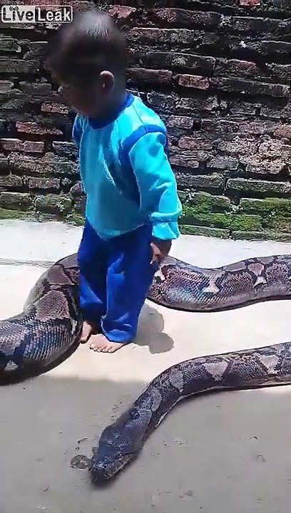 Cet enfant joue avec un serpent python géant !