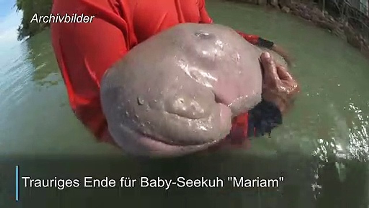 Plastik im Bauch: Baby-Seekuh 'Mariam' ist tot