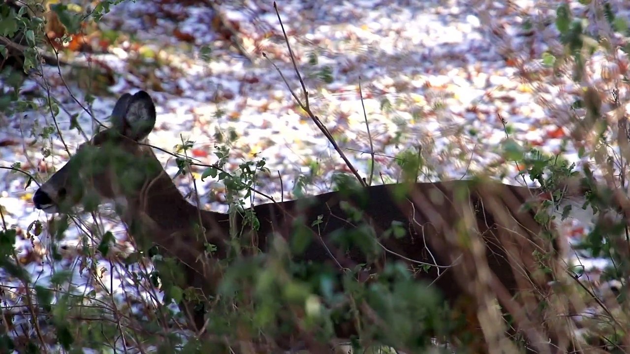 Deer Walking