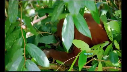 |Planeta|Hostil|Ep1|Junglas