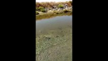 Margherita: inquinamento e pesci morti nella foce carmosina