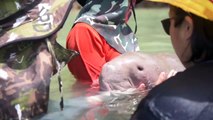 Baby Dugong That Became A Viral Sensation Dies With Plastic Waste In Stomach