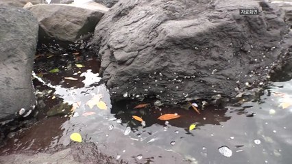 도쿄 올림픽 비상..."수질 오염에 경기 취소" / YTN