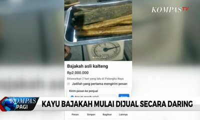 Dianggap Bisa Sembuhkan Kanker, Kayu Bajakah Dijual Secara Online
