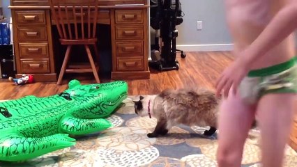 Funniest Moment  When Cat Scared  Funny Cat Video