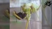 Mantis eat stink bugs | Survival war in insect world | Bọ ngựa ăn thịt bọ xít| Mantis come pulgões