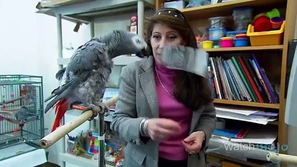 Top 10 Most Intelligent Animals