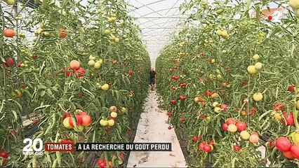 Pourquoi les tomates n’ont-elles plus de goût aujourd’hui ? Un maraîcher donne quelques explications - VIDEO