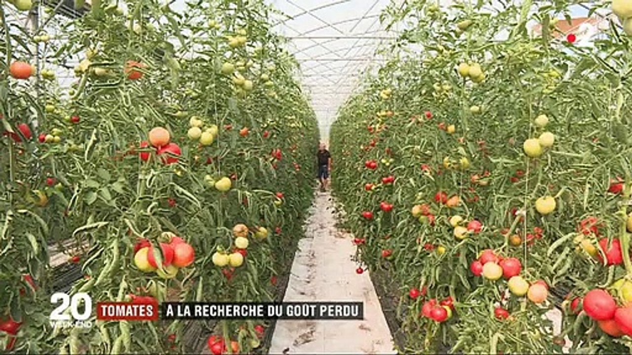 Pourquoi les tomates n’ont-elles plus de goût aujourd’hui ? Un maraîcher donne quelques explications - VIDEO