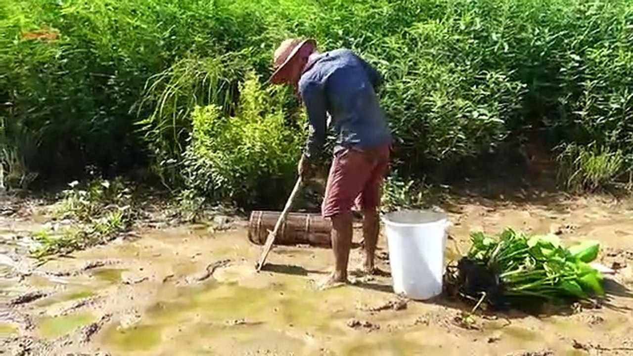 How to trap fish.