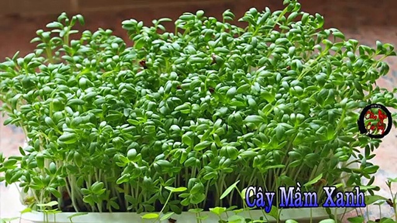 MỆNH THỦY (Phong Thủy) - Châm Ngôn Cuộc Sống Hay