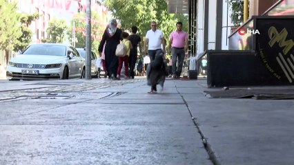 Kanadı kırık güvercin 2,5 yıldır çiçekçi de yaşıyor