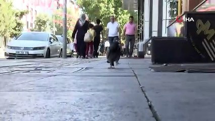 Kanadı kırık güvercine sahip çıktılar, 2,5 yıldır çiçekçi de yaşıyor