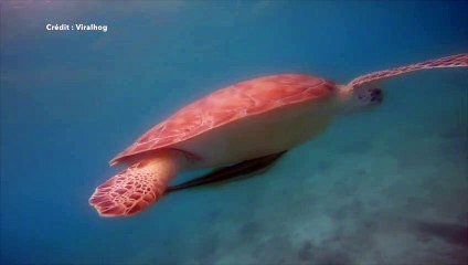 Il filme les fonds marins et se fait attaquer par un requin nourrice