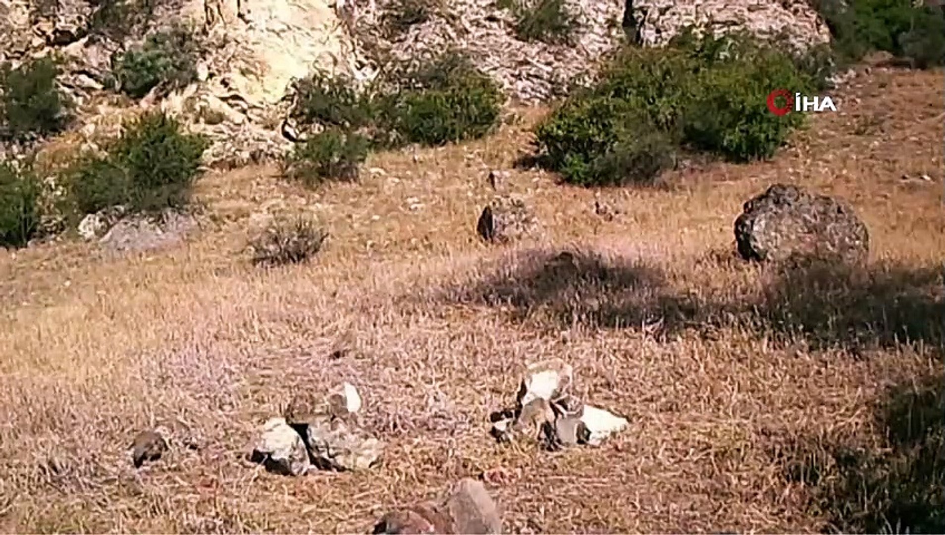 Yaban hayatı fotokapana yansıdı