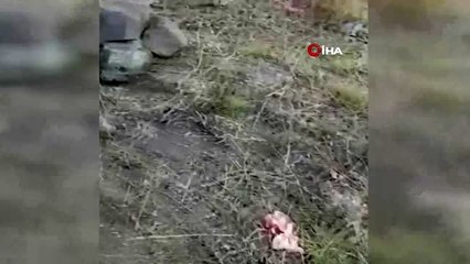 Yaban hayatı fotokapana yansıdı