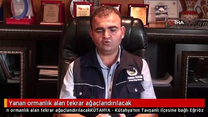 Yanan ormanlık alan tekrar ağaçlandırılacak