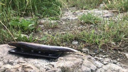 【猫動画】生のカマスから目を離した結果。泥棒猫が登場！？A Wild cat aims for Raw Fish "barracuda"