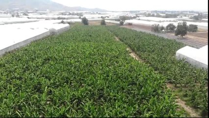 Tropikal meyve üreticilerinde hedef Avrupa pazarı