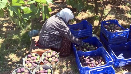 Singapurlu ve Malezyalılara siyah incir tanıtılacak - BURSA