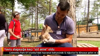 Yavru alageyiğe keçi "süt anne" oldu