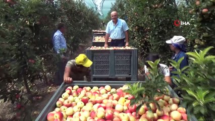 Türkiye’nin elma deposu Karaman’da erkenci elma hasadı başladı