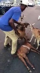 Ce berger sauve une chèvre en lui faisant le bouche à bouche