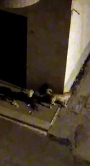 Andria: cani randagi rovistano tra i  rifiuti i via Pitagora